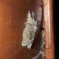 Euglyphis submarginalis