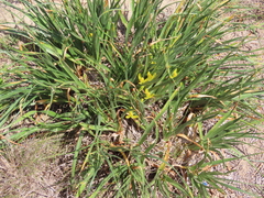 Albuca tortuosa