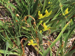 Albuca tortuosa