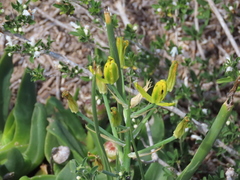 Albuca tortuosa