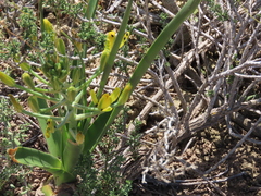 Albuca tortuosa