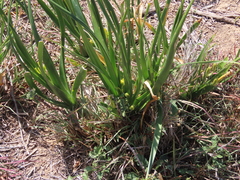 Albuca tortuosa