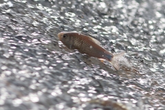 Systomus orphoides