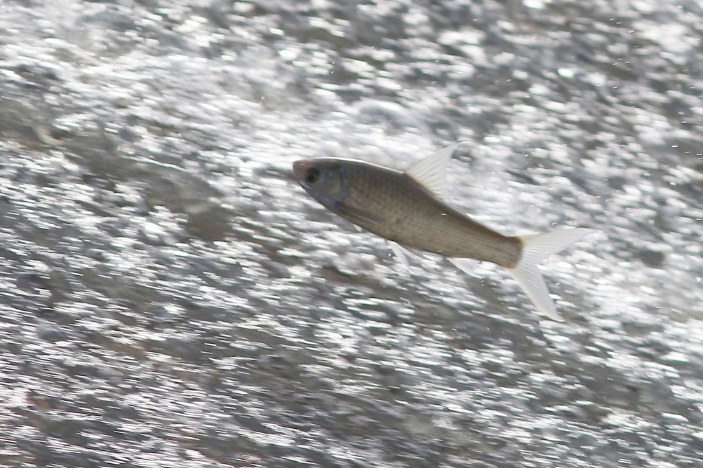 Henicorhynchus siamensis
