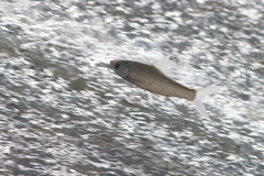 Henicorhynchus siamensis