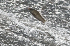 Henicorhynchus siamensis