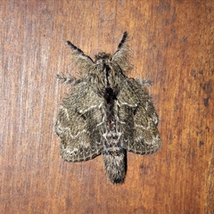 Euglyphis submarginalis