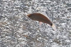 Osteochilus vittatus