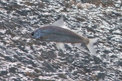 Labiobarbus leptocheilus