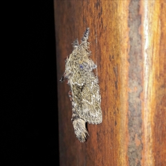 Euglyphis submarginalis