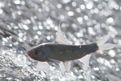 Henicorhynchus siamensis