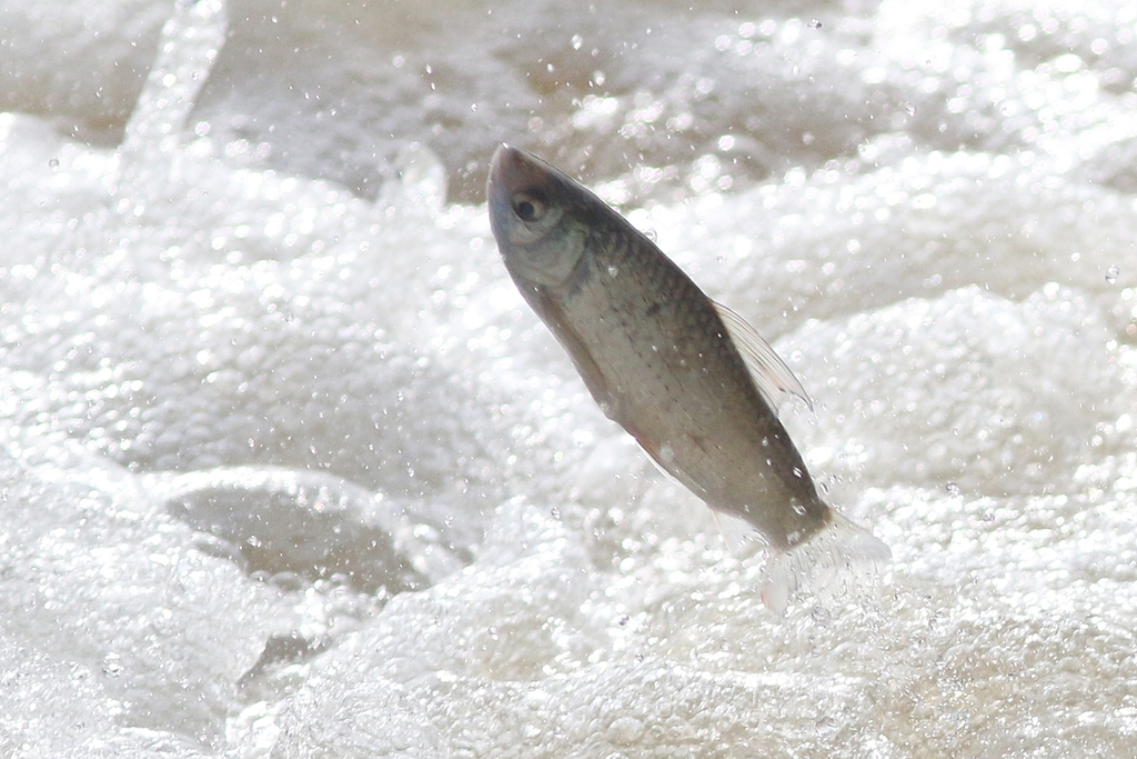 Siamese mud carp (Henicorhynchus siamensis) — Cyprinidae