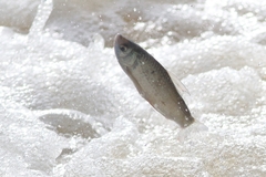 Henicorhynchus siamensis