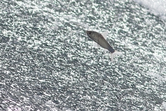 Henicorhynchus siamensis