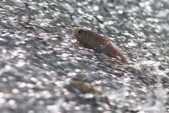 Systomus orphoides
