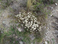 Pimelea aridula