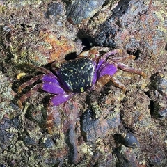 Metopograpsus frontalis