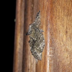 Euglyphis submarginalis