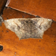 Paragonia procidaria