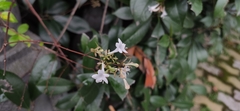 Zabelia biflora
