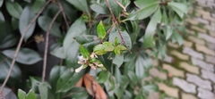 Zabelia biflora