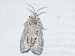 Culama australis