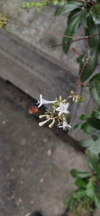Zabelia biflora