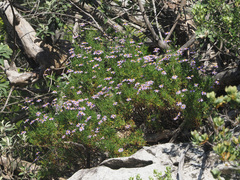 Felicia fruticosa
