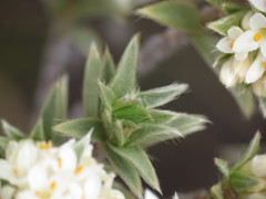 Pimelea aridula