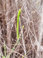 Epacris pulchella