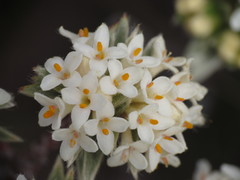 Pimelea aridula