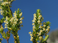 Struthiola striata