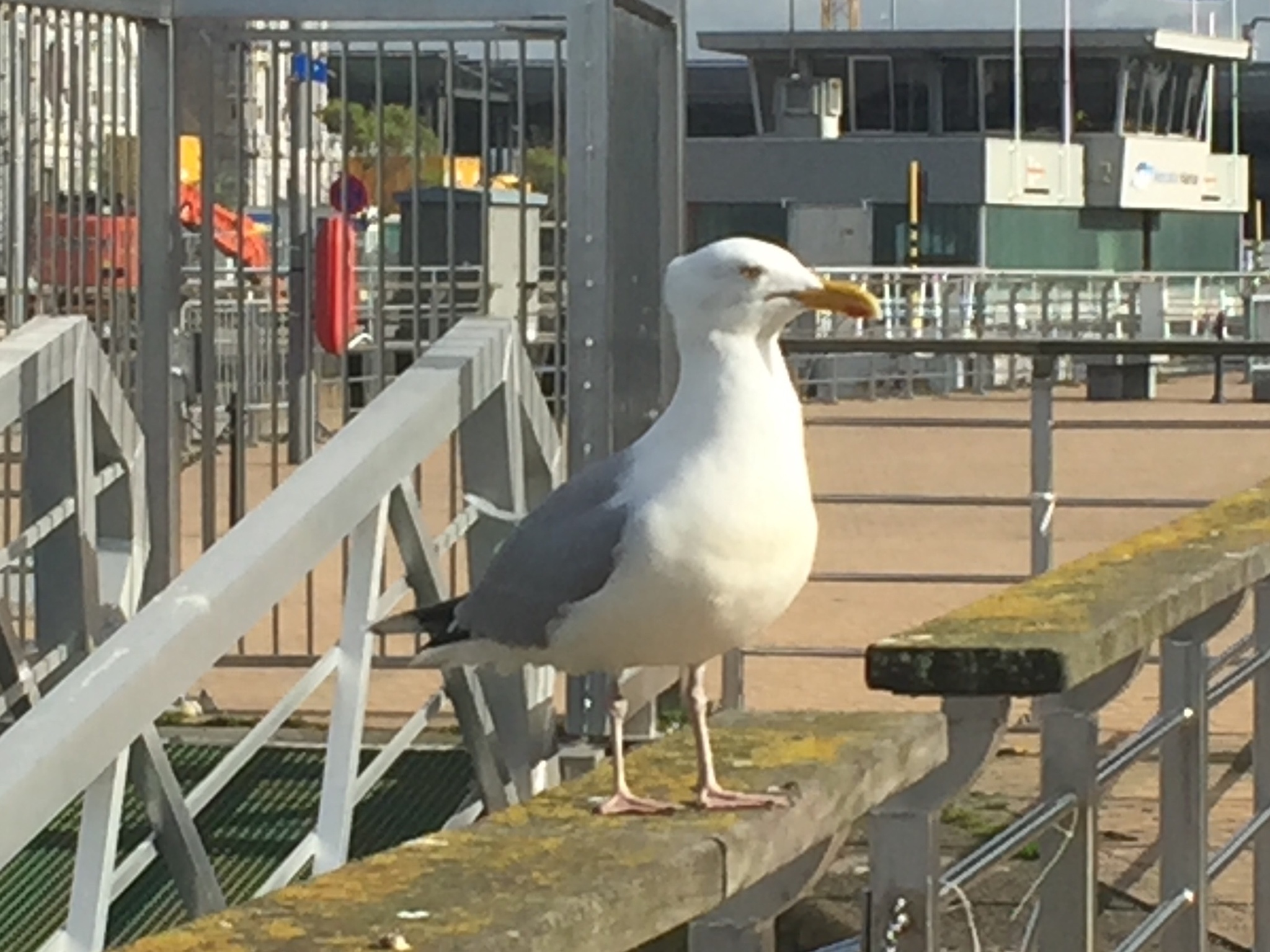 European Herring Gull