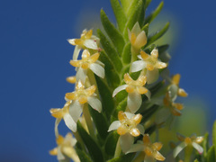 Struthiola striata