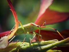 Pseudopantilius australis