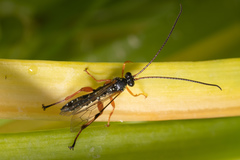 Echthromorpha