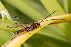 Echthromorpha