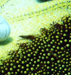 Zenopontonia soror