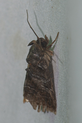 Callopistria placodoides