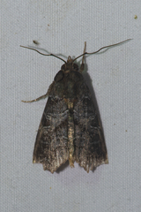Callopistria placodoides