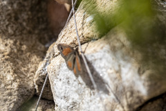 Cassionympha detecta