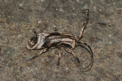 Sthenias tonkineus