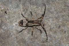 Sthenias tonkineus