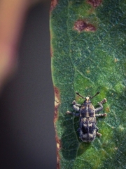 Mesoptiliinae