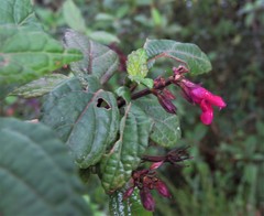 Salvia kellermanii