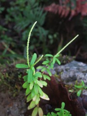 Peperomia leptophylla