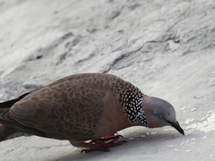 Streptopelia chinensis