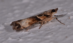 Eudonia periphanes