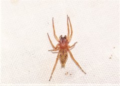 Clubiona robusta