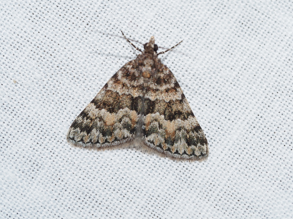 Dichromodes mesozona